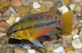 Picture of Apistogramma hongsloi, male