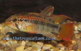 Picture of Apistogramma viejita, male