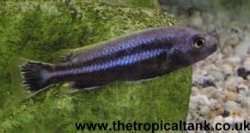 Picture of Melanochromis chipokae, young male