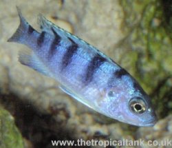 Picture of Maylandia / Metriaclima lombardoi, juvenile