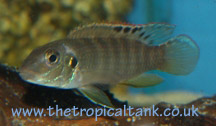 Picture of Pelvicachromis signatus, male