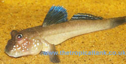 Picture of African Mudskipper, Periophthalmus barbarus