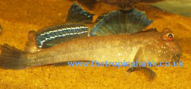Picture of African Mudskipper, Periophthalmus barbarus