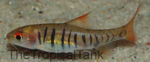 Picture of African banded barb, Barbus fasciolatus