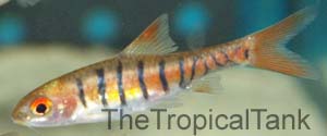 Picture of African banded barb, Barbus fasciolatus
