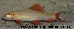 Picture of Albino Red finned shark