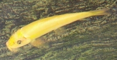 Picture of Golden Algae eater / Sucking loach
