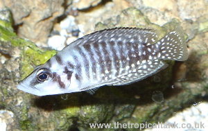 Picture of Altolamprologus calvus
