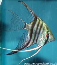 Picture of 'Zebra' Angelfish
