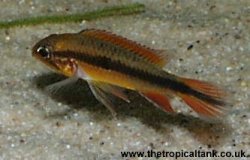 Picture of Apistogramma agassizii, female