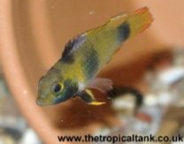 Picture of Apistogramma nijsseni, female