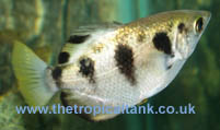 Picture of Archerfish, Toxotes chatereus