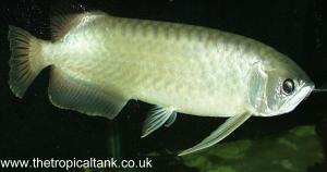 Picture of Asian Arowana/Dragon Fish