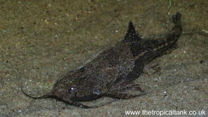 Picture of Banjo catfish