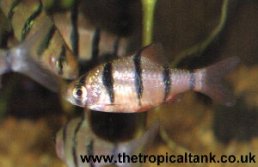 Picture of Pentazona barbs