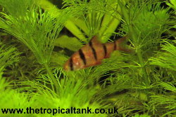 Picture of Pentazona barb