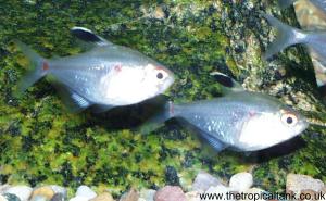 Picture of Bleeding Heart Tetras