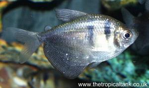Picture of Black Widow Tetra