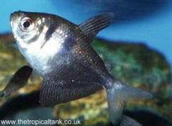 Picture of Black Widow Tetra