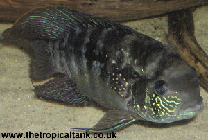 Picture of Blue Acara