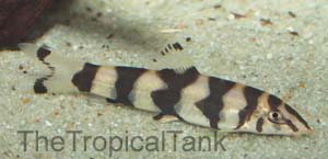 Picture of Burmese Loach, Botia histrionica