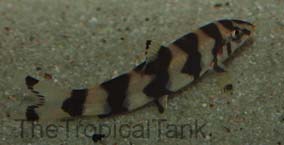 Picture of Burmese Loach, Botia histrionica