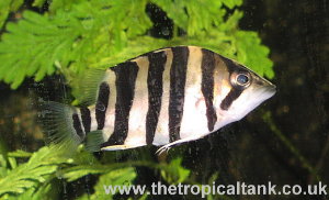 Siamese Tigerfish, D. microlepis, juvenile