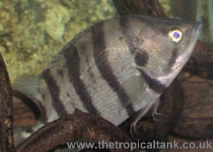Siamese Tigerfish