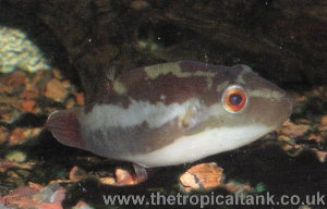 Red-tailed Redeye Puffer