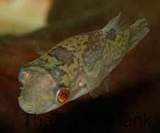 Redeye Puffer
