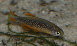 Picture of Celestial Pearl danio