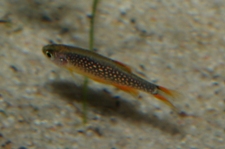 Picture of Celestial Pearl danio