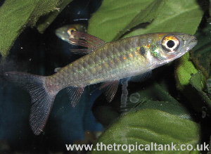 Picture of Pink-Tailed Chalceus, Chalceus macrolepidotus