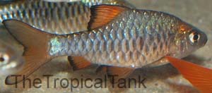 Picture of Checkered barb, Puntius oligolepis