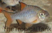 Picture of Checkered barb, Puntius oligolepis