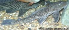 Picture of Common Pleco
