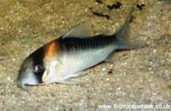 Picture of Corydoras adolfoi