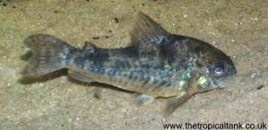 Picture of Corydoras paleatus