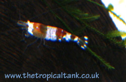 Picture of Crystal Red Shrimp