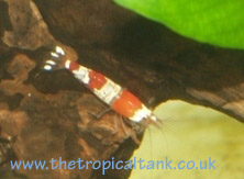 Picture of Crystal Red Shrimp