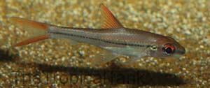 Picture of Borneo Red Fin Silver Shark, Cyclocheilichthys janthochir