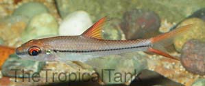 Picture of Borneo Red Fin Silver Shark, Cyclocheilichthys janthochir
