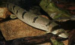 Picture of Polypterus delhezi