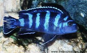 Picture of Pseudotropheus demasoni