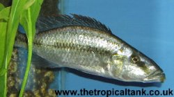 Picture of Dimidiochromis compressiceps