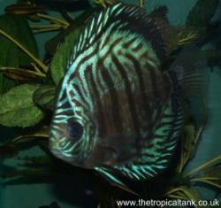 Picture of Discus