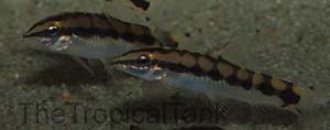 Picture of Dwarf Chain Loach, Ambastaia sidthimunki 