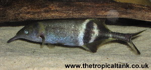 Picture of Elephantnose