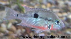 Picture of Firemouth cichlid