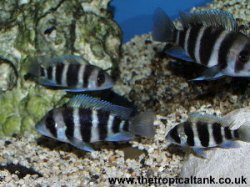 Picture of young Cyphotilapia frontosa